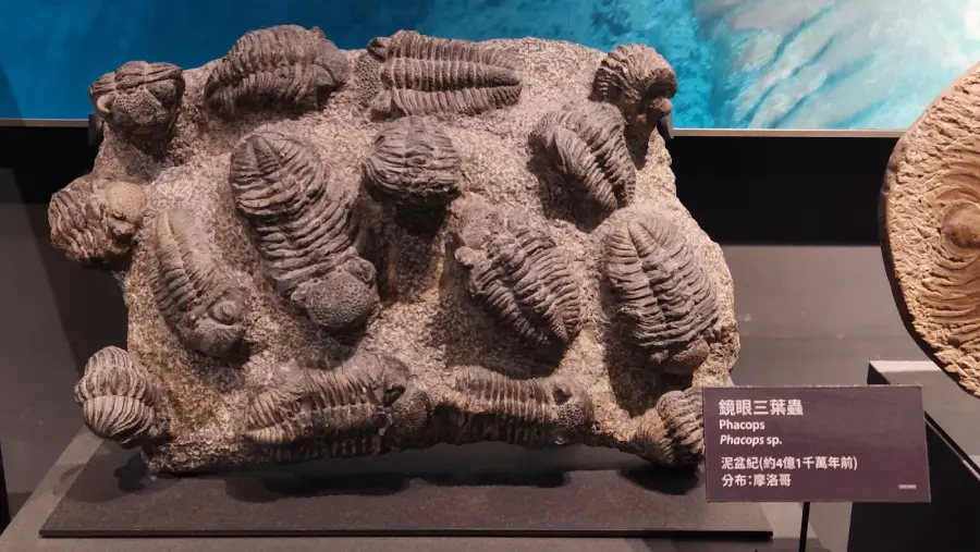 Fossile,musée De Chimei,taiwan